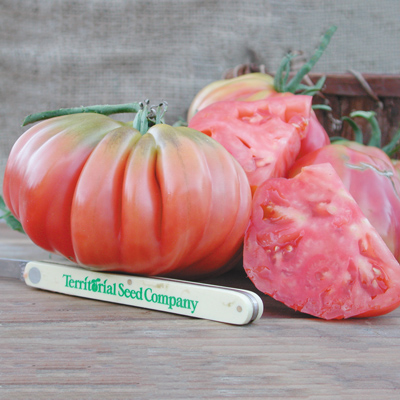 Pink Accordion Tomato from Territorial Seed Co