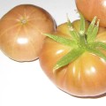 Oaxacan Pink tomatoes from 2011 harvest