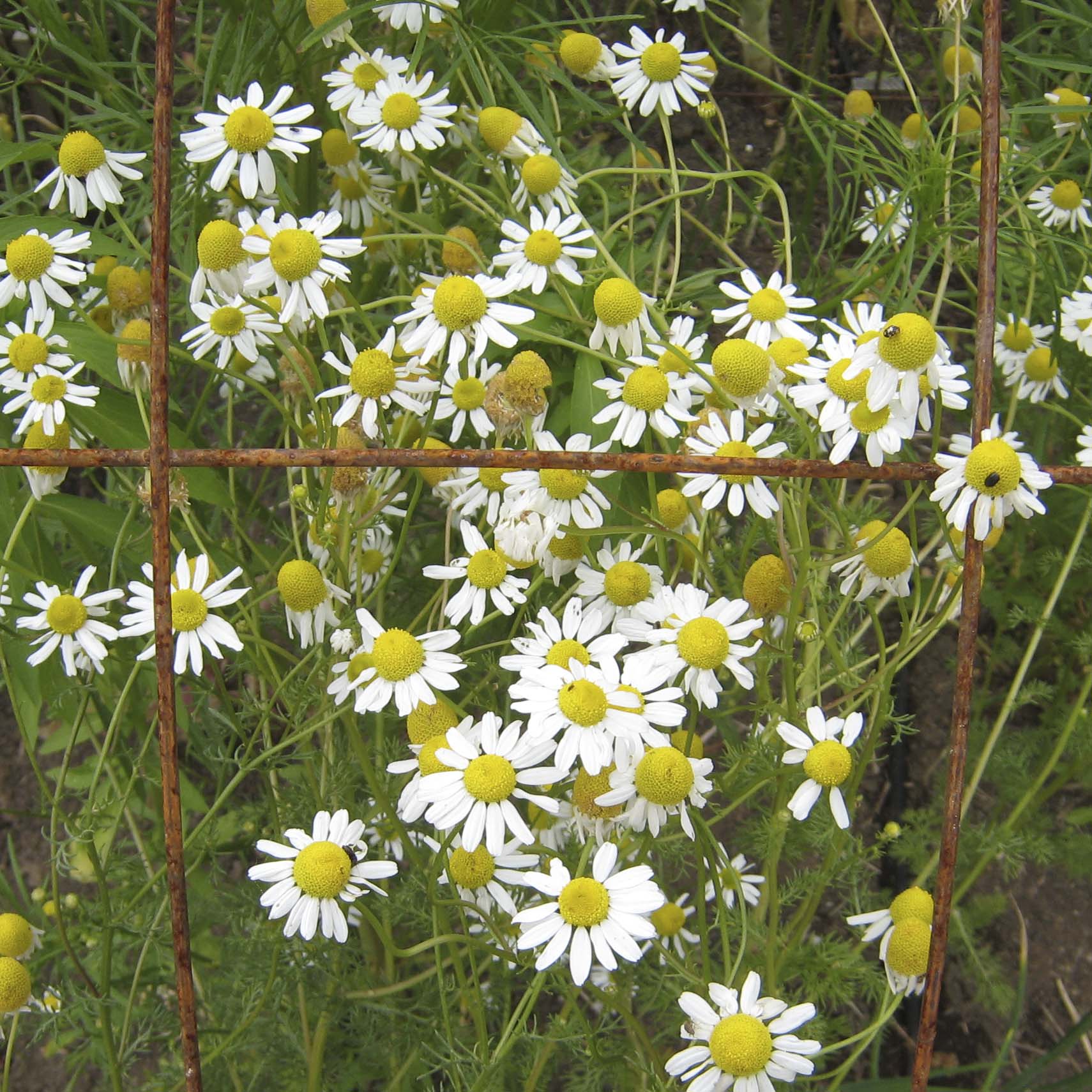 How to Grow Chamomile The Plant Lady
