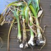 Garlic with Stem & Bulb Nematode infection