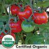 Large Red Cherry Tomato from Seed Savers Exchange