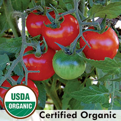 Large Red Cherry Tomato from Seed Savers Exchange