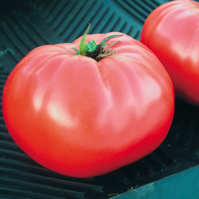 Brandywine Tomato from Territorial Seed Co