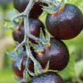 Indigo Blue Berries Cherry Tomato from Territorial Seed Co.