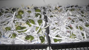 Green tomatoes stored for winter ripening