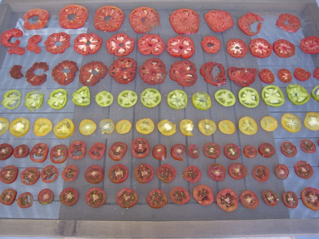 Drying tomatoes outdoors