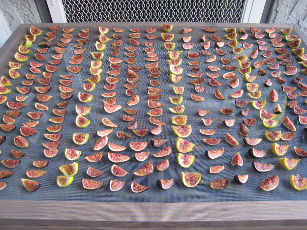 Figs cut & laid out for drying outside.