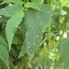 Powdery mildew on Lavender Bergamot (Monarda fistulosa)