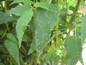 Powdery mildew on Lavender Bergamot (Monarda fistulosa)