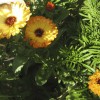 Calendula "Flashback"