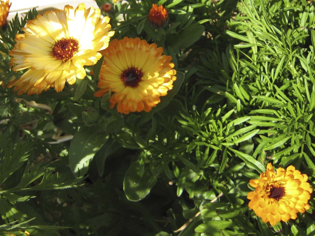 Calendula "Flashback"