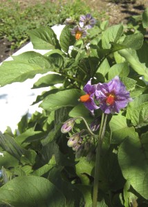 Potato plant in early bloom