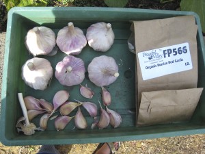 Russian Red garlic seed stock (2012)