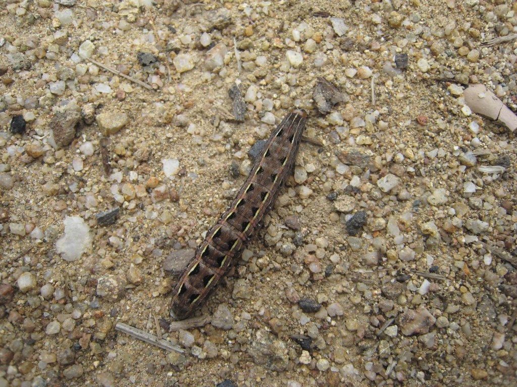 cutworm