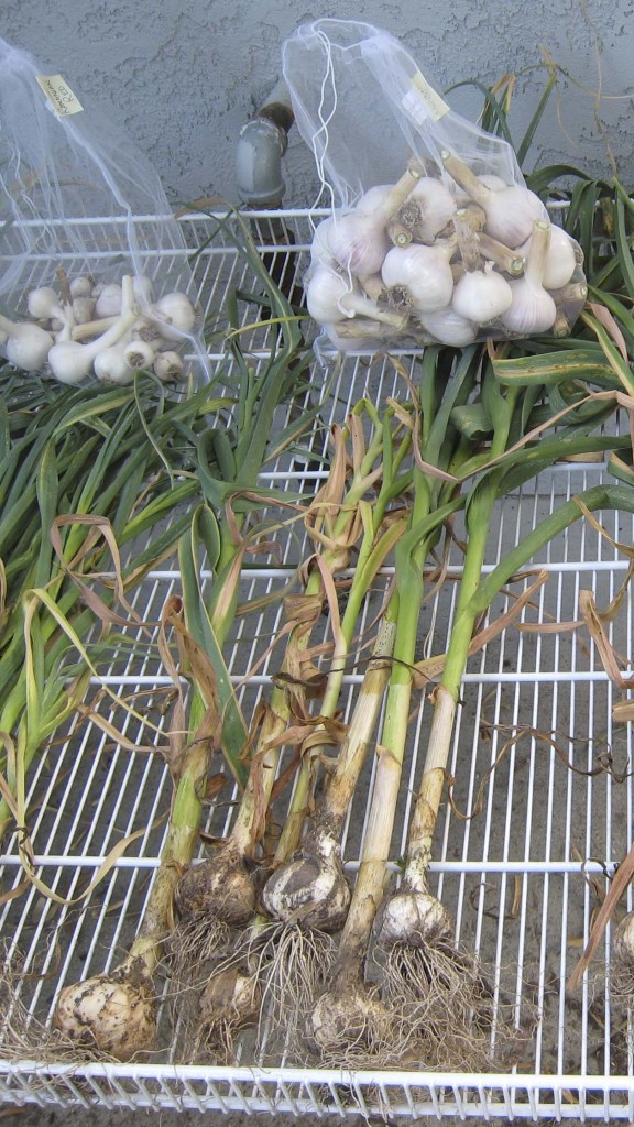 Russian Red garlic harvest (2012)