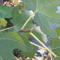 Growing tip of a fig tree