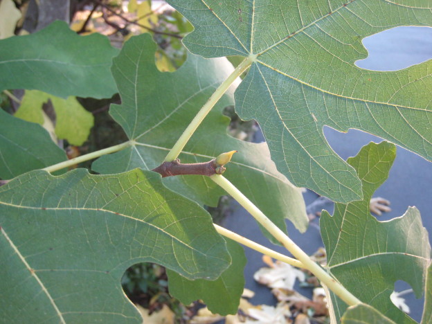 Growing tip of a fig tree