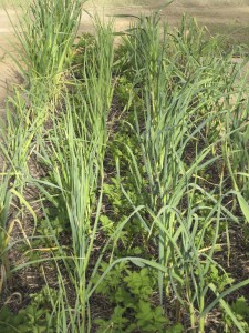 Garlic interplanted with potatoes