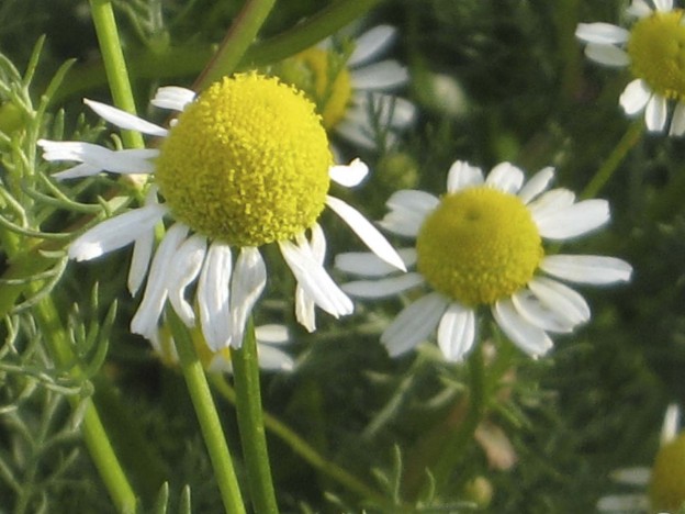 Chamomile