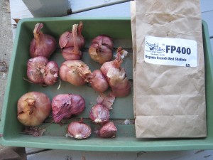 Shallot bulbs for seed stock