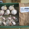 Russian Red Garlic seed stock from Peaceful Valley Farm