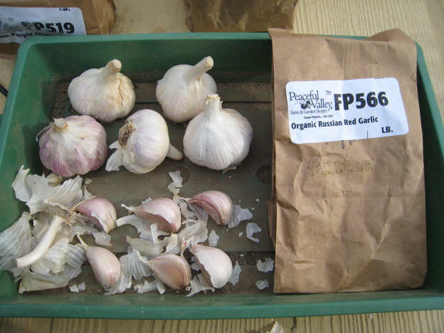 Russian Red Garlic seed stock from Peaceful Valley Farm