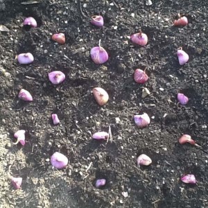 Shallots planted biointensively at 4" spacing.