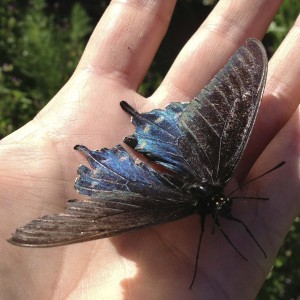 Black Swallowtail with damaged wings