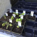 Seedlings after first round of transplanting.