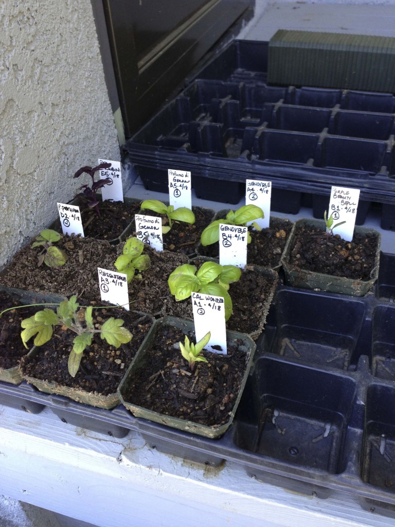 Seedlings after first round of transplanting.