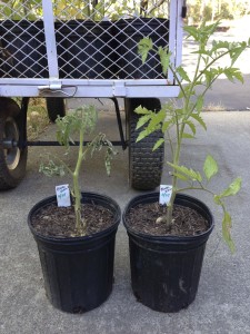 Black Krim seedlings