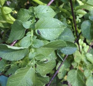 white stippling on potato leaves caused by leafhoppers