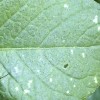 Close up of leafhopper damage on potato leaf