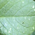 Close up of leafhopper damage on potato leaf