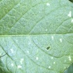 Close up of leafhopper damage on potato leaf