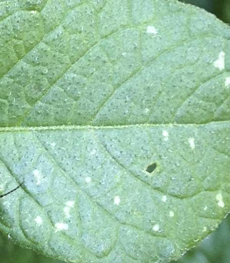 Close up of leafhopper damage on potato leaf