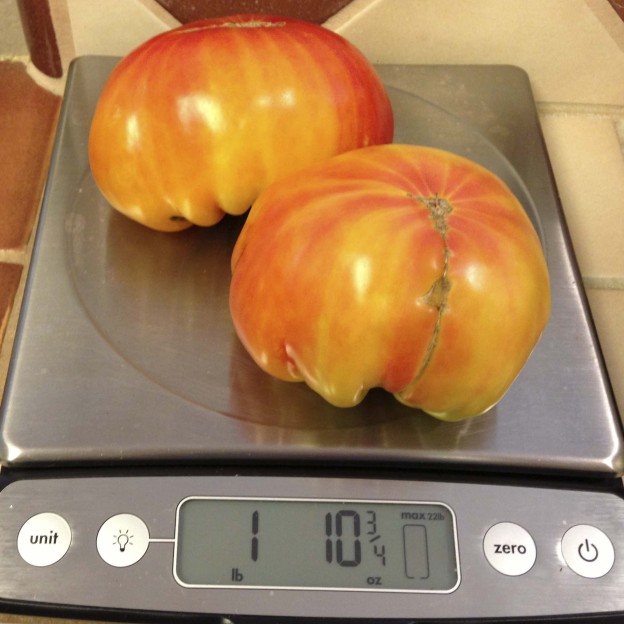 Pineapple tomatoes from 2014 harvest