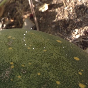 Green lacewing eggs on the side of a watermelon
