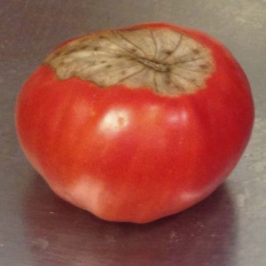 Blossom end rot in tomato