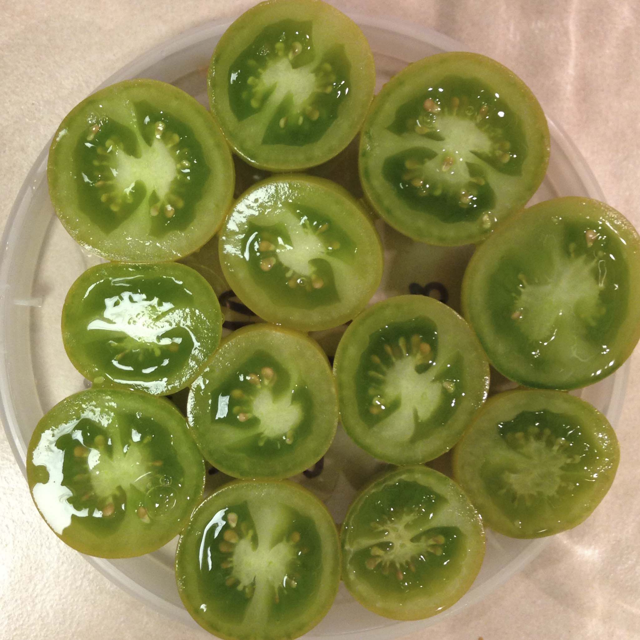 Green Grape Tomato The Plant Lady