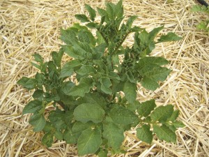 Young potato plant