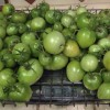 Last tomato harvest before frost