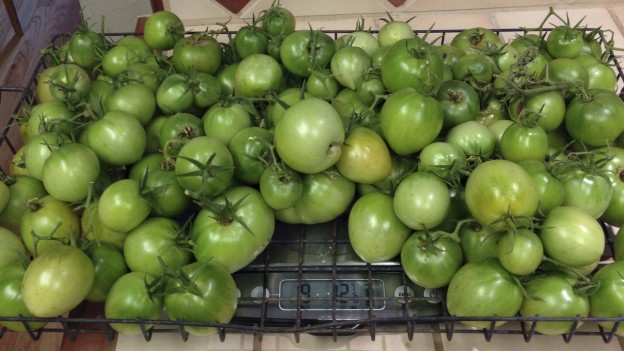 Last tomato harvest before frost