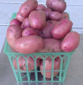 New potatoes from 2014 harvest