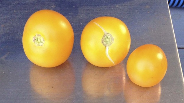 Yellow Perfection tomatoes from 2014 harvest