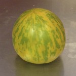 Green Zebra tomato from 2014 harvest