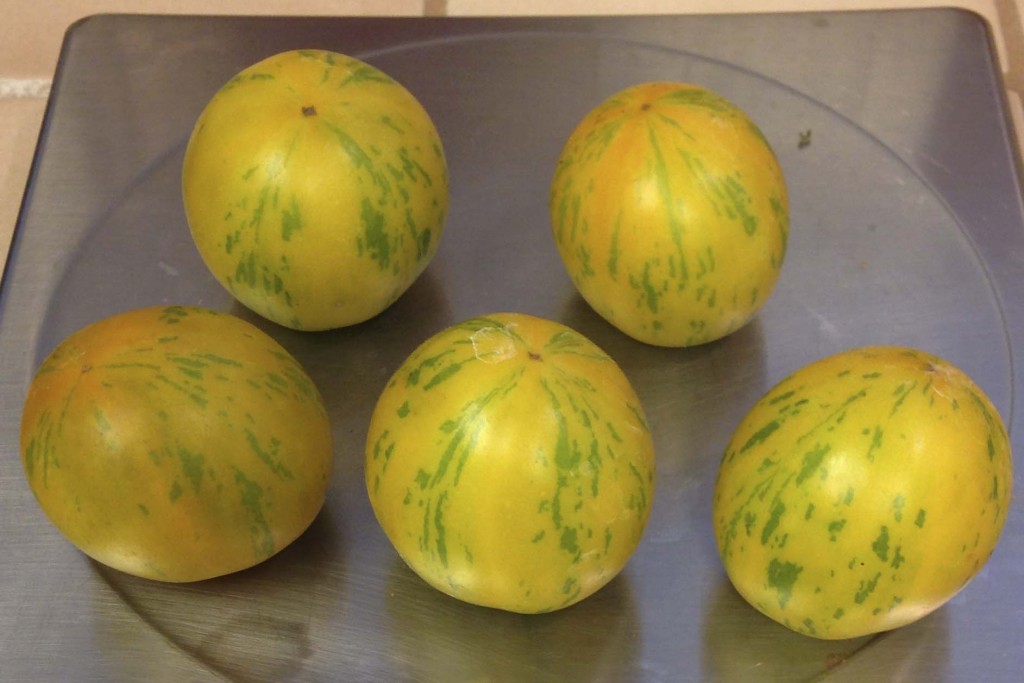 Green Zebra tomatoes from 2014 harvest