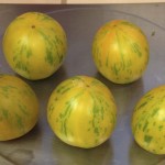 Green Zebra tomatoes from 2014 harvest