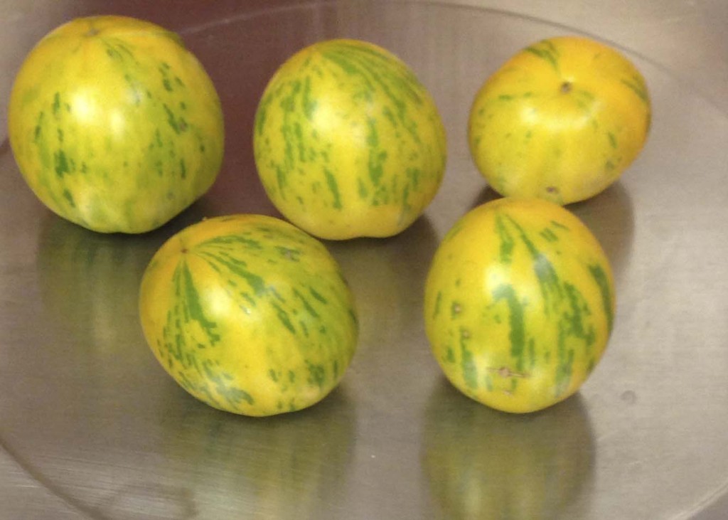 Green Zebra tomatoes from 2014 harvest