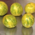 Green Zebra tomatoes from 2014 harvest